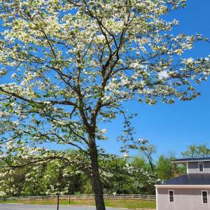 Photo #44 of 6478 LAUREL HILL LN, RIXEYVILLE, VA 8.0 acres