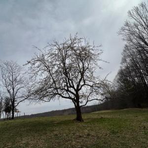 Photo #13 of UNKNOWN, AMISSVILLE, VA 100.3 acres
