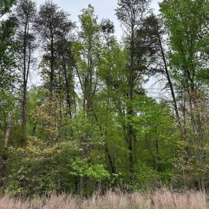 Photo #9 of PLUM TREE CIRCLE, BUMPASS, VA 1.0 acres