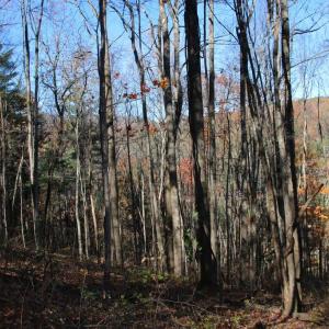 Photo #7 of 0 OVERLOOK MOUNTAIN RD, ELKTON, VA 3.3 acres