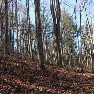 Photo #11 of 0 OVERLOOK MOUNTAIN RD, ELKTON, VA 3.3 acres