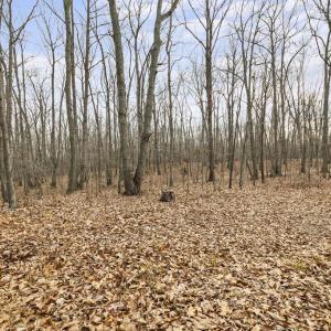 Photo #13 of 7389 LEEDS MANOR RD, MARSHALL, VA 101.0 acres