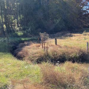 Laurel Creek 1