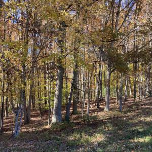 Middle woods 4