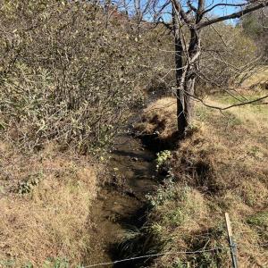 Laurel Creek Near Meads