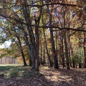 Middle entrance Woods