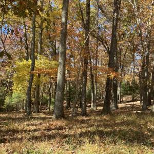 Sheep Entarnce woods 2