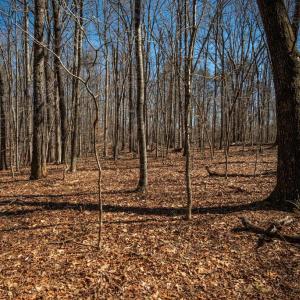 Photo #26 of COX MILL RD, GORDONSVILLE, VA 178.6 acres