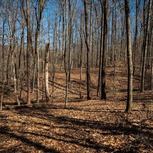 Photo #27 of COX MILL RD, GORDONSVILLE, VA 178.6 acres