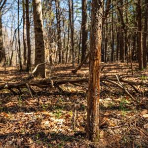 Photo #28 of COX MILL RD, GORDONSVILLE, VA 178.6 acres