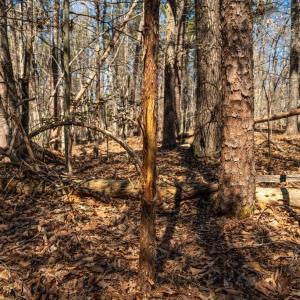 Photo #29 of COX MILL RD, GORDONSVILLE, VA 178.6 acres