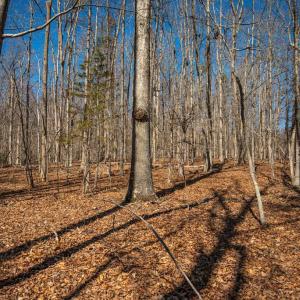 Photo #30 of COX MILL RD, GORDONSVILLE, VA 178.6 acres