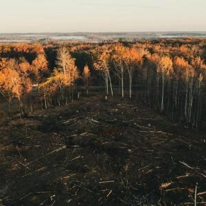 Photo #6 of 12600 CATHARPIN RD, SPOTSYLVANIA, VA 312.0 acres