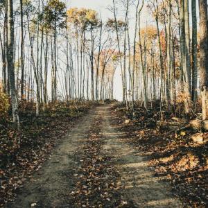 Photo #18 of 12600 CATHARPIN RD, SPOTSYLVANIA, VA 312.0 acres