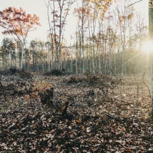 Photo #28 of 12600 CATHARPIN RD, SPOTSYLVANIA, VA 312.0 acres