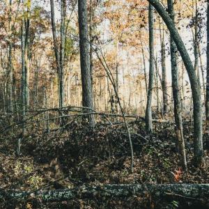 Photo #32 of 12600 CATHARPIN RD, SPOTSYLVANIA, VA 312.0 acres