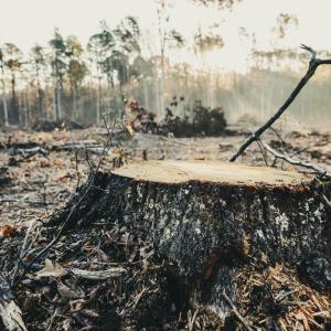 Photo #33 of 12600 CATHARPIN RD, SPOTSYLVANIA, VA 312.0 acres