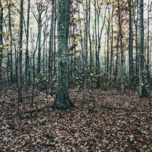 Photo #34 of 12600 CATHARPIN RD, SPOTSYLVANIA, VA 312.0 acres