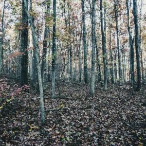 Photo #36 of 12600 CATHARPIN RD, SPOTSYLVANIA, VA 312.0 acres