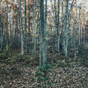 Photo #38 of 12600 CATHARPIN RD, SPOTSYLVANIA, VA 312.0 acres