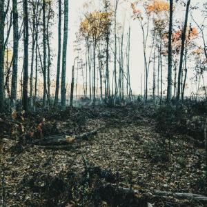 Photo #42 of 12600 CATHARPIN RD, SPOTSYLVANIA, VA 312.0 acres