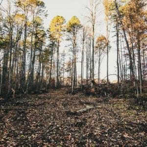 Photo #44 of 12600 CATHARPIN RD, SPOTSYLVANIA, VA 312.0 acres