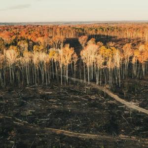 Photo #11 of 12600 CATHARPIN RD, SPOTSYLVANIA, VA 312.0 acres