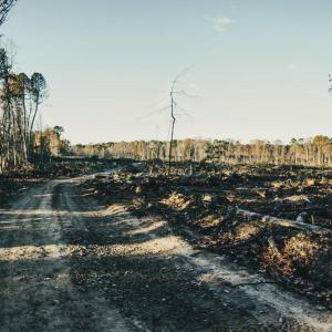 Photo #24 of 12600 CATHARPIN RD, SPOTSYLVANIA, VA 312.0 acres