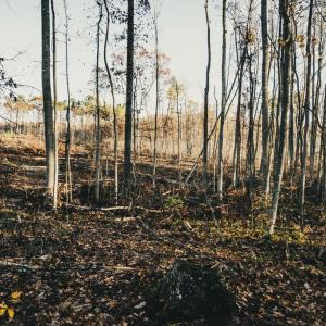 Photo #25 of 12600 CATHARPIN RD, SPOTSYLVANIA, VA 312.0 acres