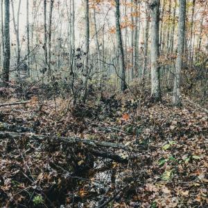 Photo #29 of 12600 CATHARPIN RD, SPOTSYLVANIA, VA 312.0 acres