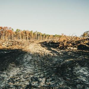 Photo #31 of 12600 CATHARPIN RD, SPOTSYLVANIA, VA 312.0 acres