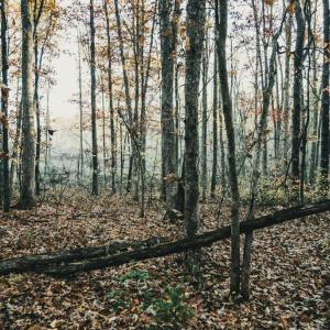 Photo #35 of 12600 CATHARPIN RD, SPOTSYLVANIA, VA 312.0 acres