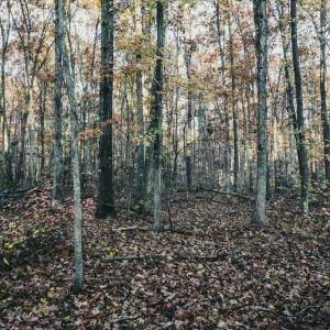 Photo #37 of 12600 CATHARPIN RD, SPOTSYLVANIA, VA 312.0 acres