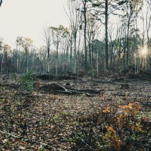 Photo #46 of 12600 CATHARPIN RD, SPOTSYLVANIA, VA 312.0 acres