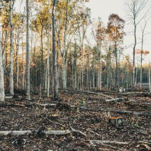 Photo #48 of 12600 CATHARPIN RD, SPOTSYLVANIA, VA 312.0 acres