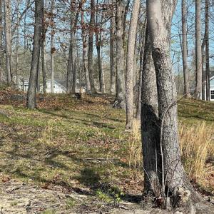 Photo #7 of FAIRVIEW DR, MINERAL, VA 1.1 acres