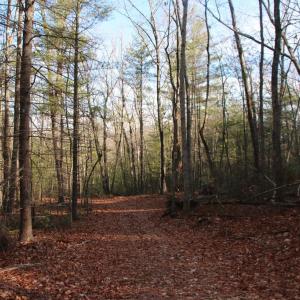 Photo #21 of VALLEY BURG RD, LURAY, VA 58.0 acres