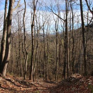 Photo #24 of VALLEY BURG RD, LURAY, VA 58.0 acres