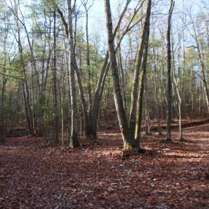 Photo #4 of VALLEY BURG RD, LURAY, VA 58.0 acres