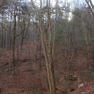 Photo #32 of VALLEY BURG RD, LURAY, VA 58.0 acres