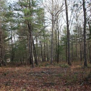 Photo #54 of VALLEY BURG RD, LURAY, VA 58.0 acres