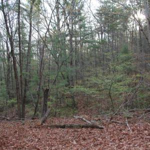Photo #56 of VALLEY BURG RD, LURAY, VA 58.0 acres