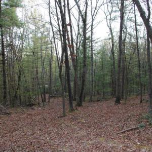 Photo #58 of VALLEY BURG RD, LURAY, VA 58.0 acres