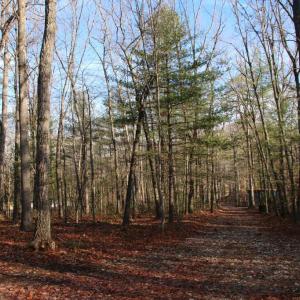 Photo #19 of VALLEY BURG RD, LURAY, VA 58.0 acres