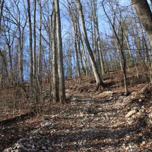 Photo #24 of VALLEY BURG RD, LURAY, VA 58.0 acres