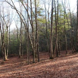 Photo #1 of VALLEY BURG RD, LURAY, VA 58.0 acres