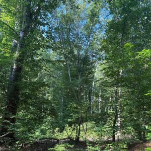 Photo #9 of 23 TAYLOR RD, LOUISA, VA 11.8 acres