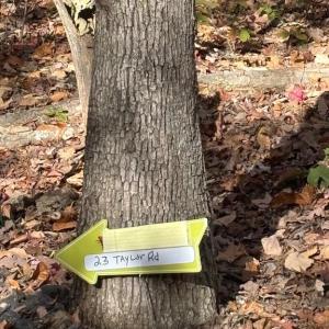 Photo #6 of 23 TAYLOR RD, LOUISA, VA 11.8 acres