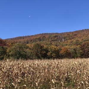 IMG_3545