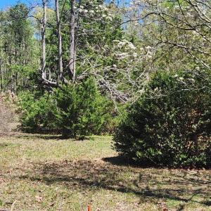 Photo #11 of 3618 JOHNSON RD, MINERAL, VA 6.6 acres